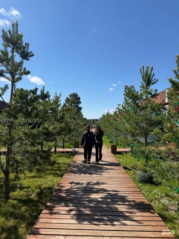 Деревянная дорожка среди сосен летом