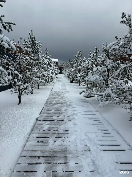 Заснеженная дорожка среди сосен